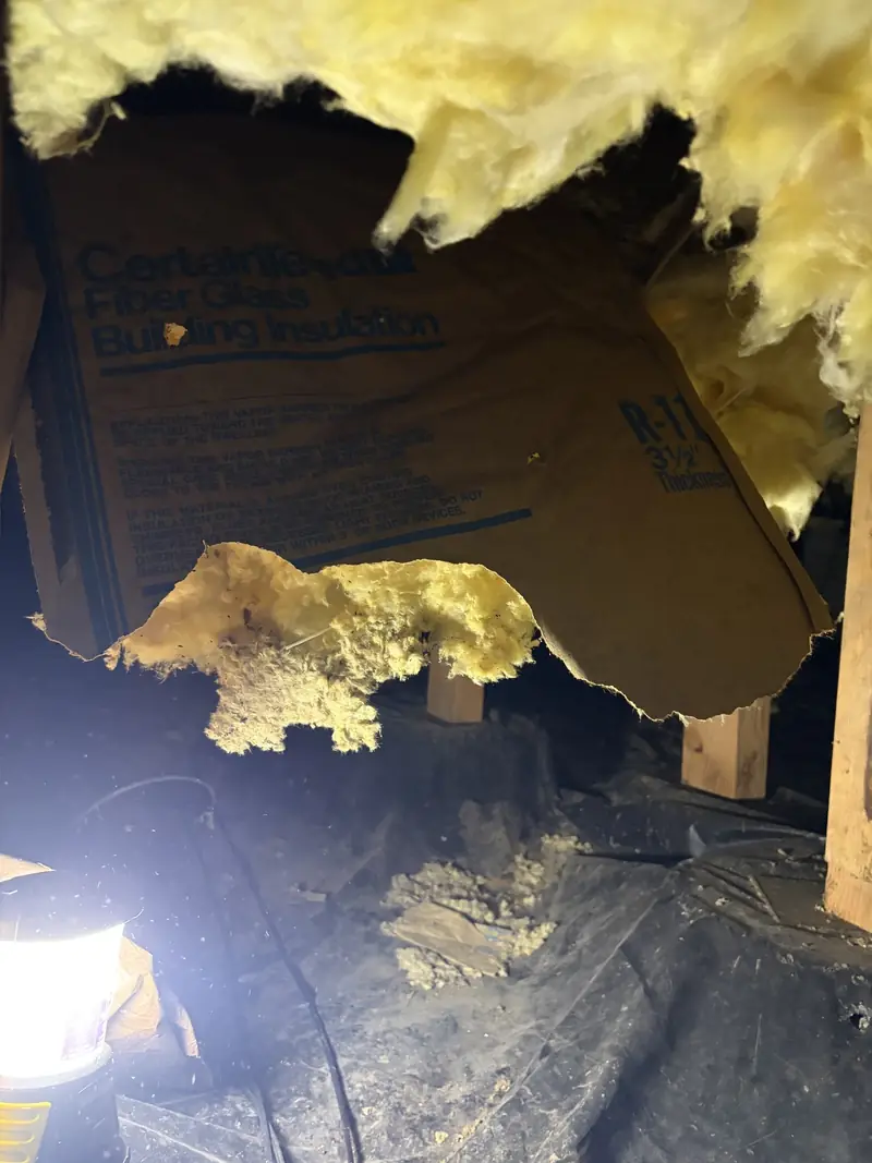 Damaged, torn insulation falling from the floor framing in a crawl space