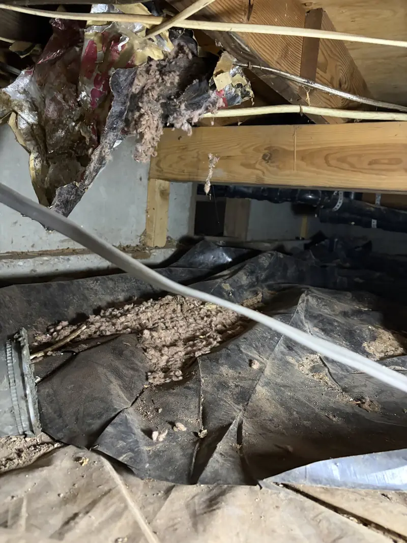 Torn insulation and debris hanging from the framing in a crawl space