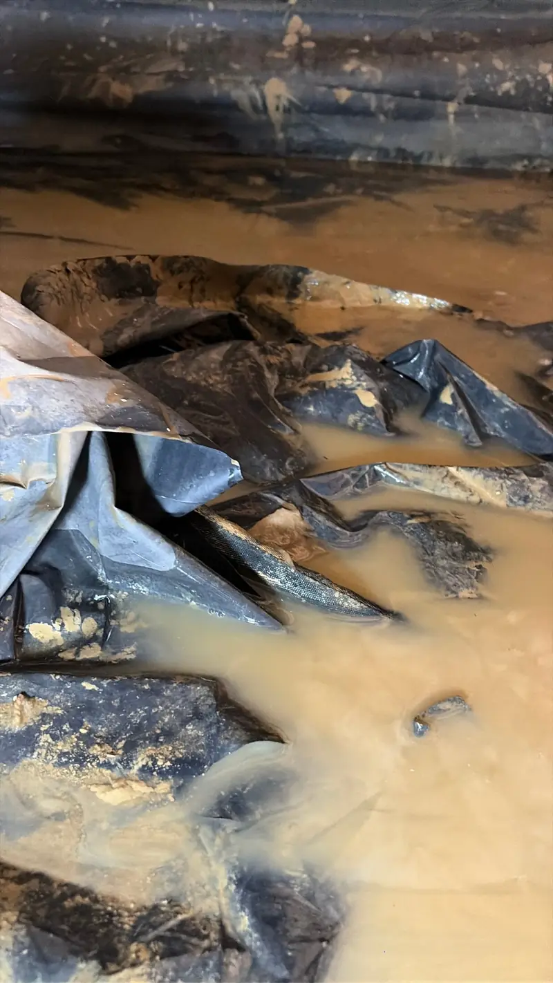 Muddy water collecting on top of old crawl space plastic