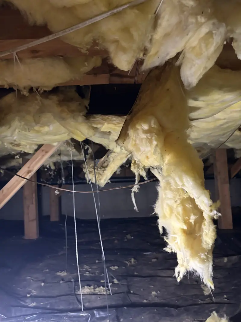 Old insulation sagging and falling out of crawl space floor joists